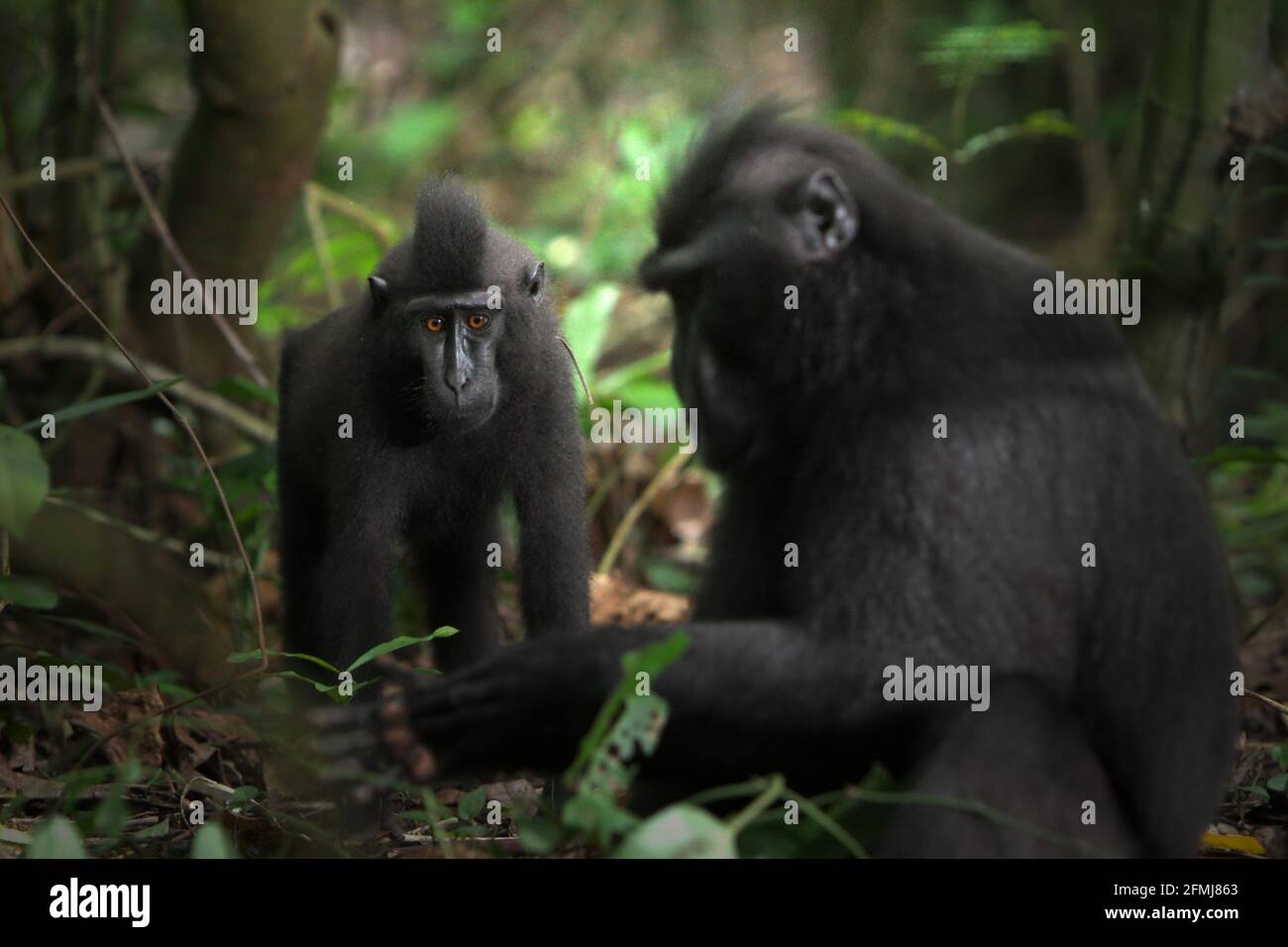 A young Sulawesi crested black macaque in a foreground of older individual in Tangkoko Nature Reserve, North Sulawesi, Indonesia. Based on data collected from a series of tests from three adult crested macaques in captivity, primatologists revealed that Sulawesi crested black macaques are sensitive to social status of other individuals. A crested macaque 'tend to take longer to respond when viewing faces of unfamiliar high-ranking individuals,' the report said. Stock Photo