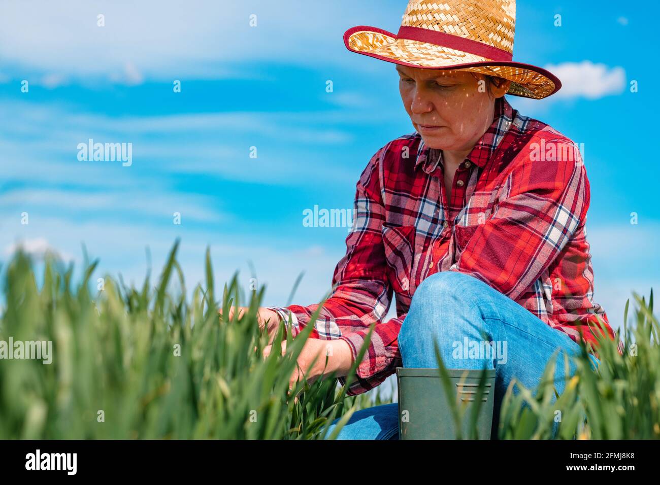Checking crops in agriculture hi-res stock photography and images - Alamy