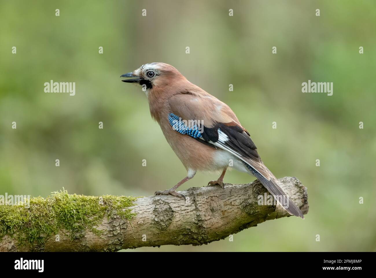 Eurasian Jay in Springtime.  Scientific name: Garrulus Glandarius.  Close up of a colourful Jay with open beak.  Facing left and perched on moss cover Stock Photo