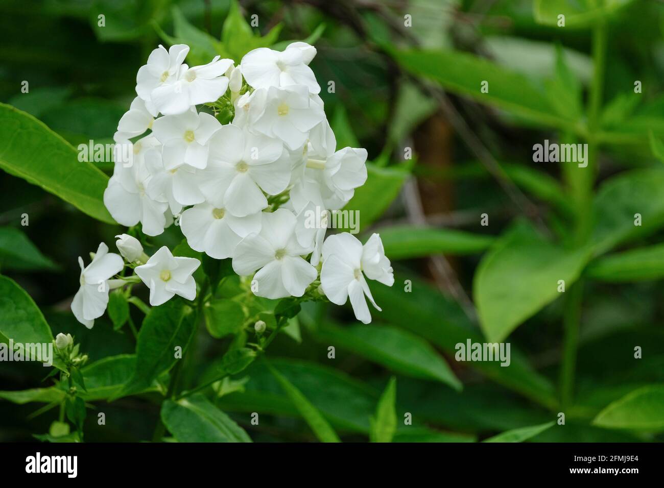 Perennial phlox 'David'. Phlox paniculata 'David'. White phlox Stock Photo