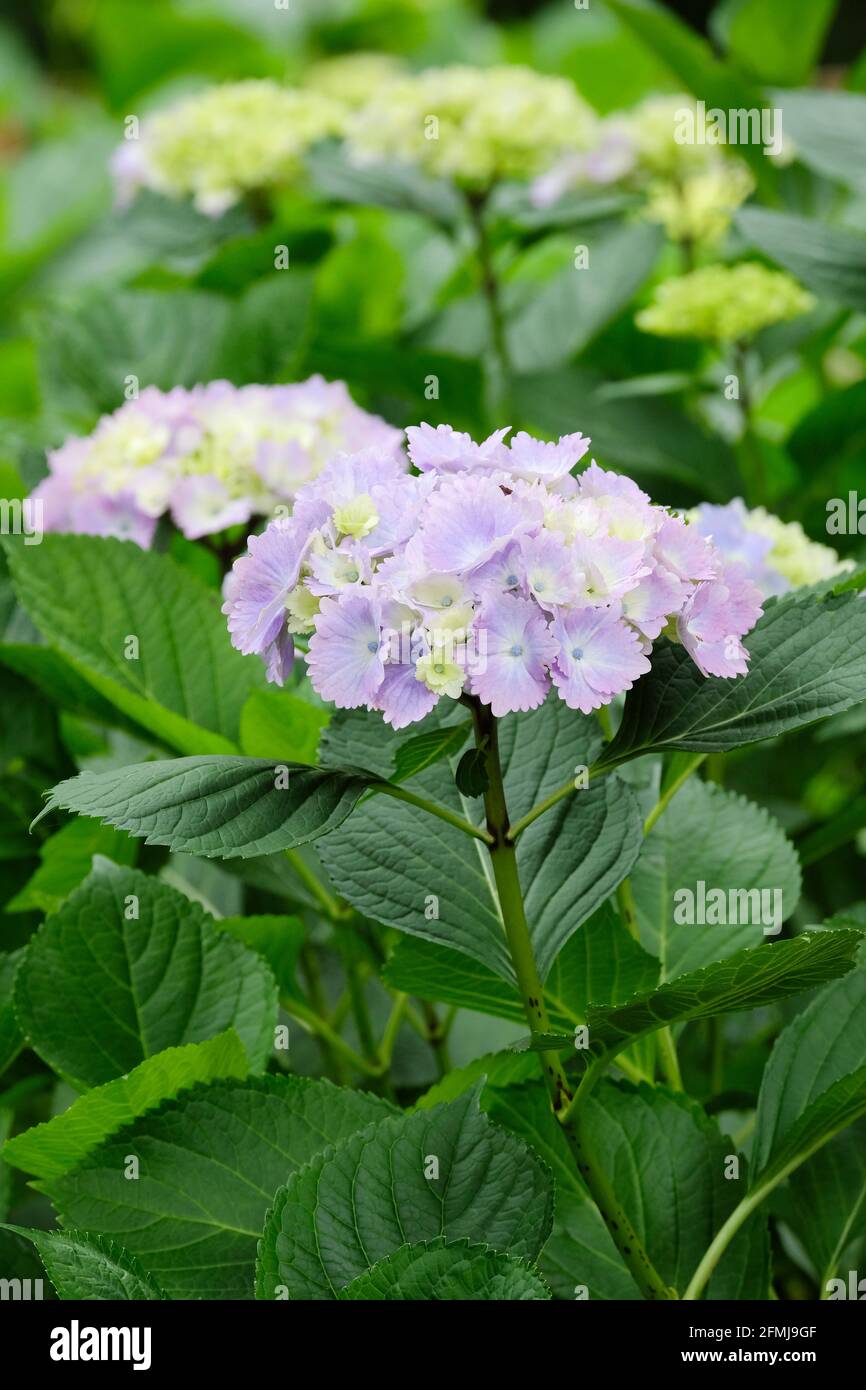 Hydrangea macrophylla 'Amethyst'. Mophead or hortensia hydrangea with blue colour grown in acidic soils. Also known as 'magical amethyst'. Stock Photo