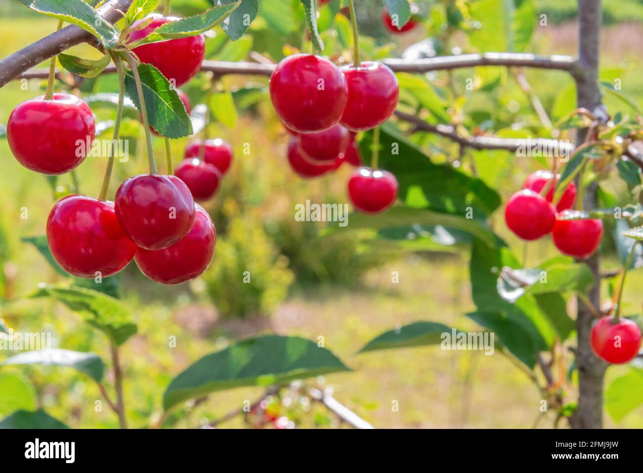 Fresh red cherry berries on tree branch in garden. Close-up view