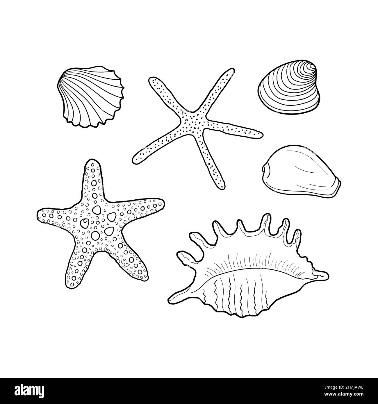 Seashells vector set. Collection of shells different forms. Hand-drawn illustrations of engraved line. Design element for invitations, greeting cards Stock Vector