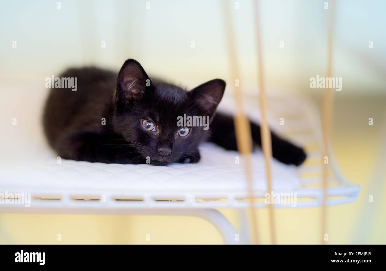 Curious black kitten looking up isolated background Stock Photo