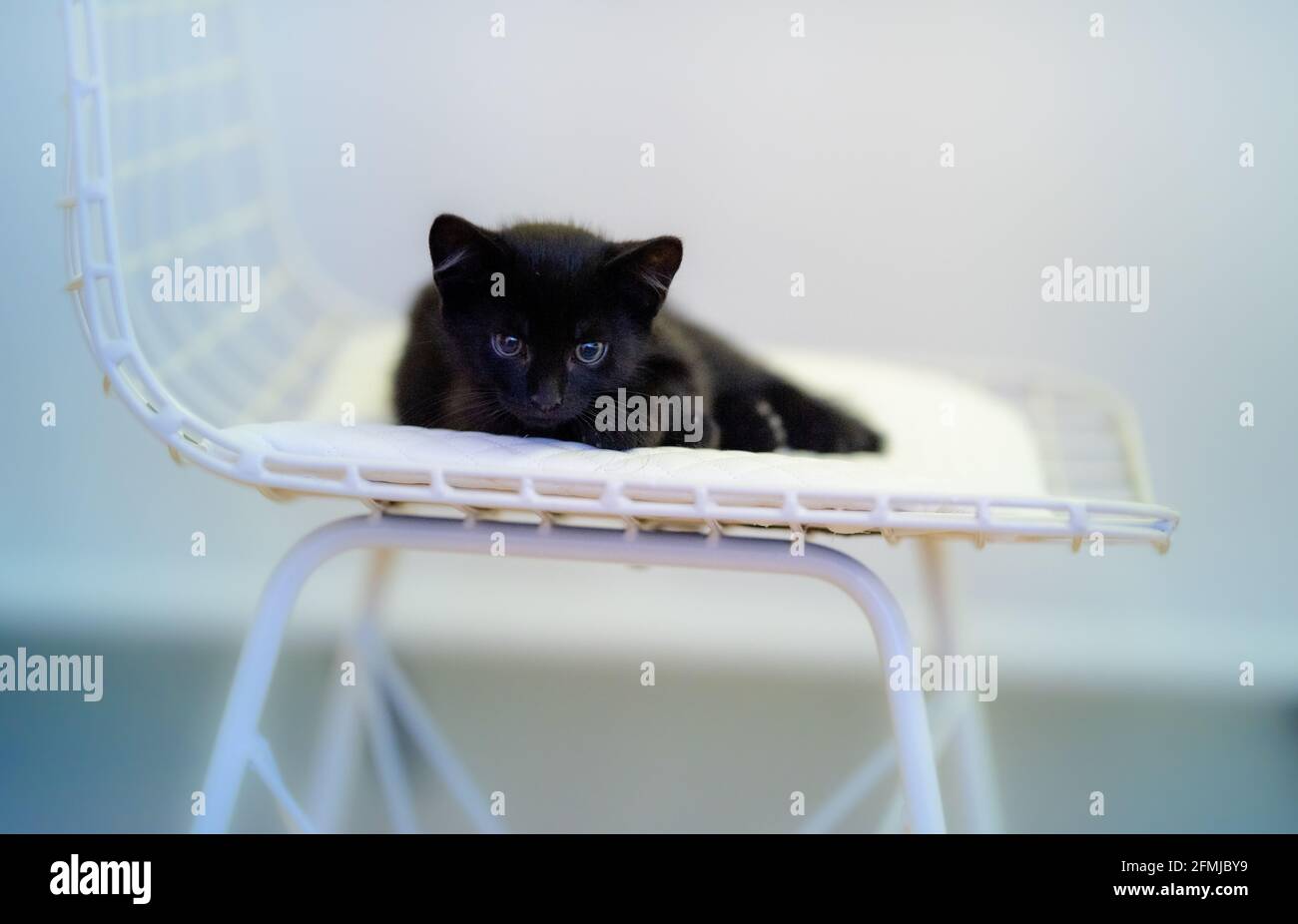 Curious black kitten looking up isolated background Stock Photo