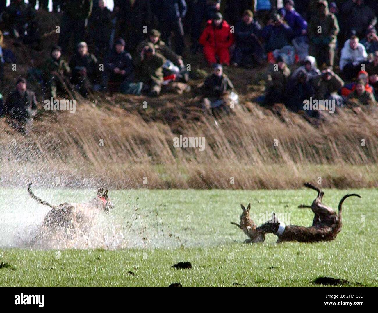 hare coursing at great altcar.26/2/02 pilston Stock Photo