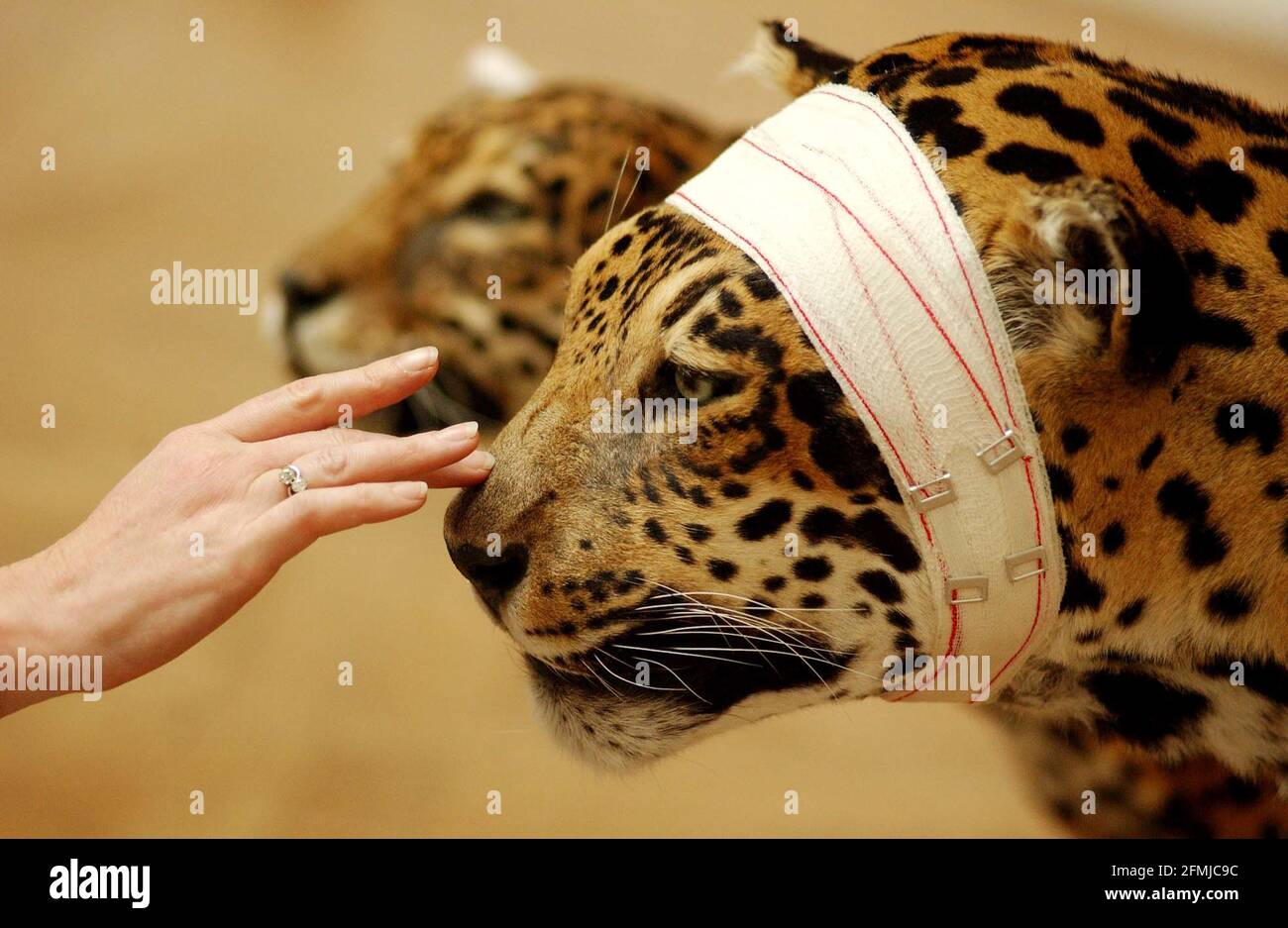 'Serie Accident de Chasse le Jaguar' by Pascal Bernier on show at the Royal Academy's Summer Exhibition. 6 June 2002 photo Andy Paradise Stock Photo