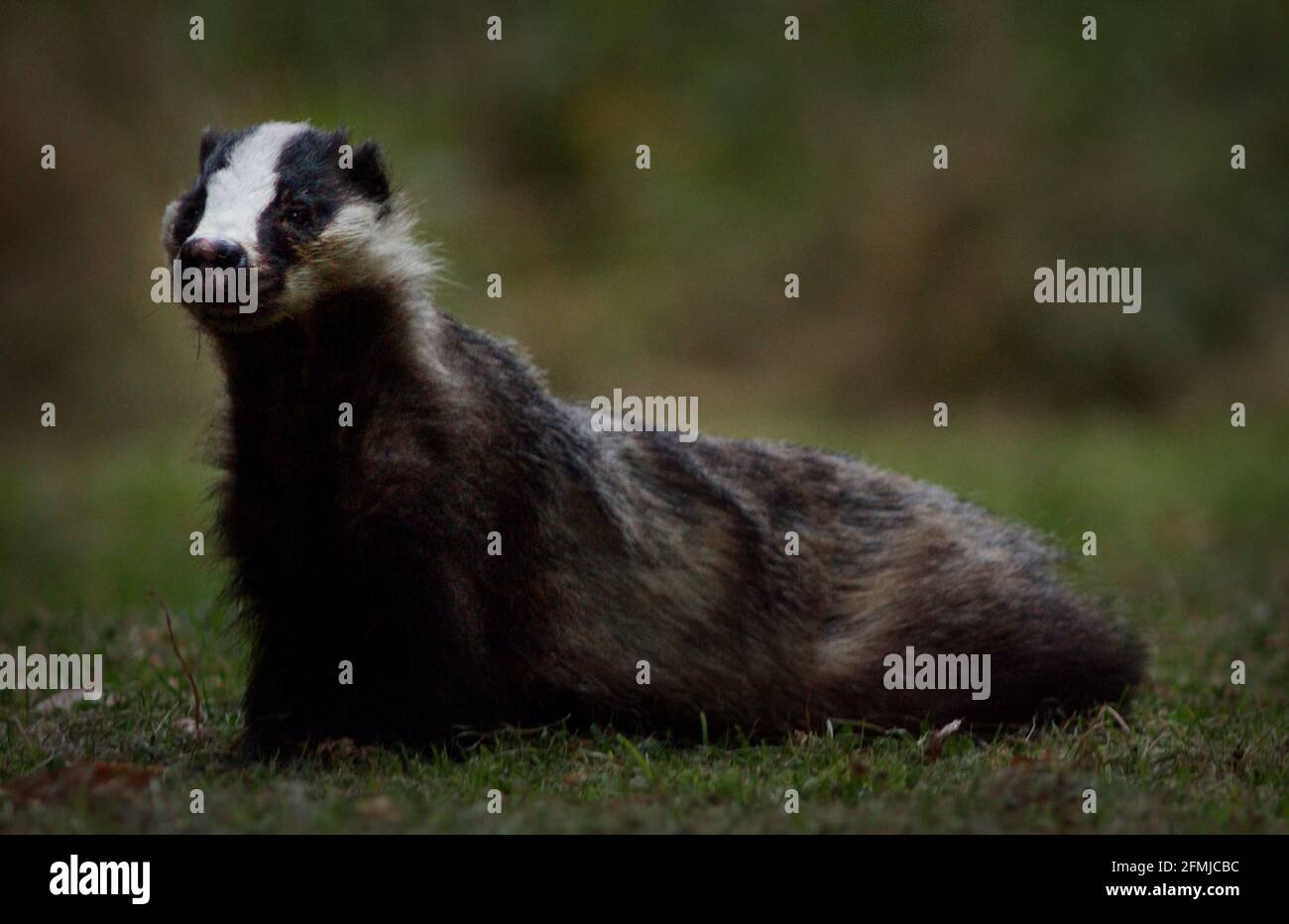 A BADGER NICKNAMED 'LITTLE BASTARD' IN CHRIS NEWMANS GARDEN IN THE MIDDLE OF   WYTHAM WOODS NR OXFORD. Stock Photo