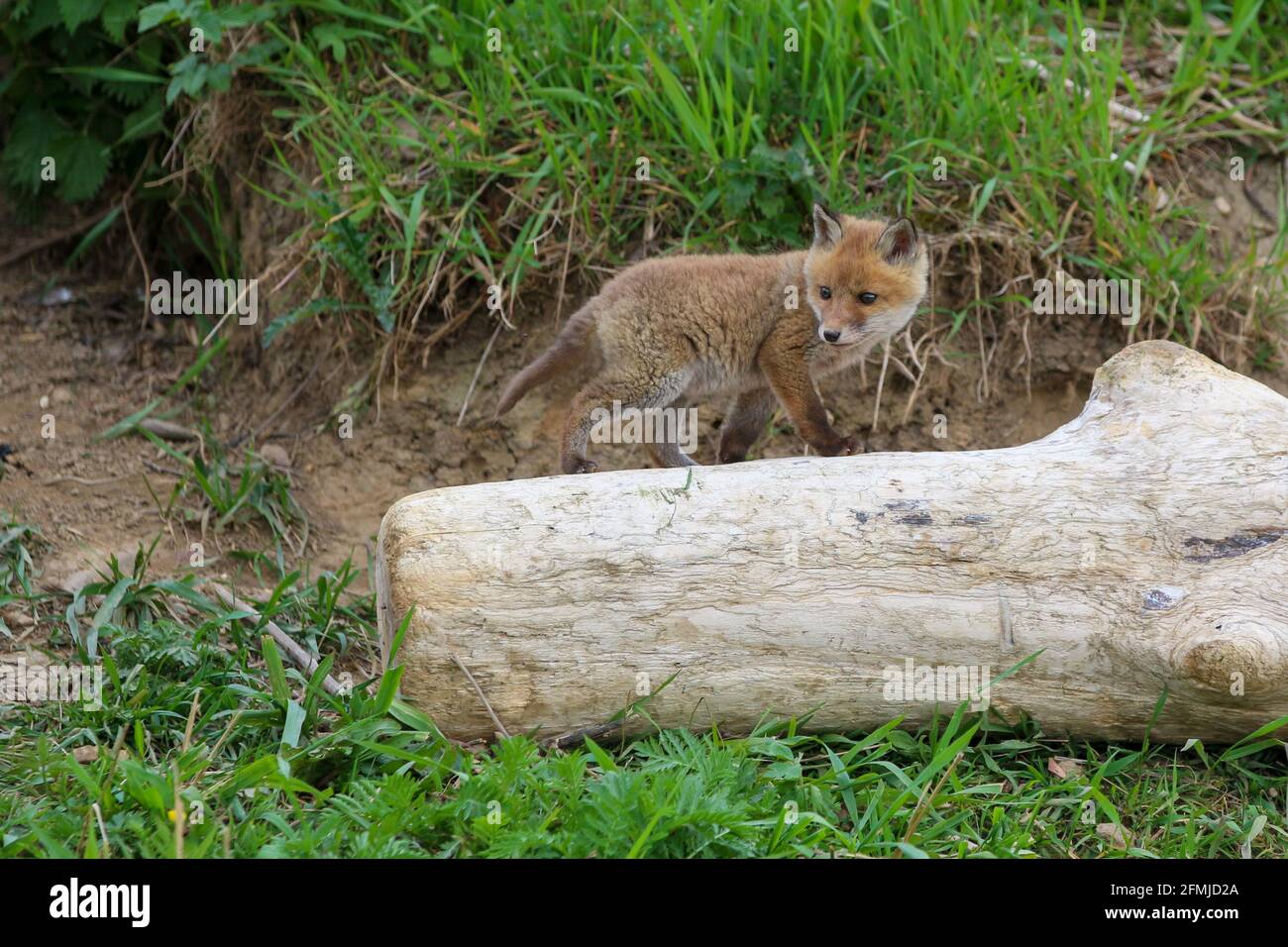 Week Old Fox Fox cub weeks old in hi-res stock photography and images - Alamy