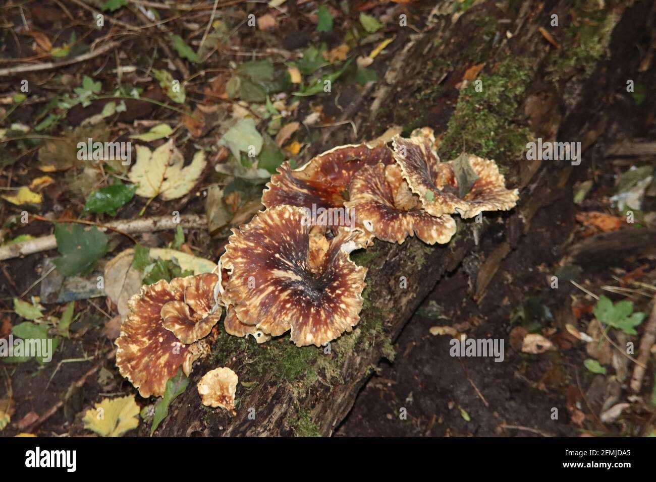 Meripilus Spore Black staining polypore mushroom hi-res stock photography and images ...