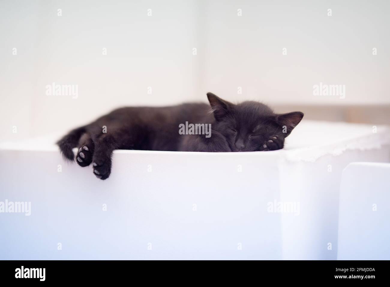 Black kitten sleeping white background Stock Photo