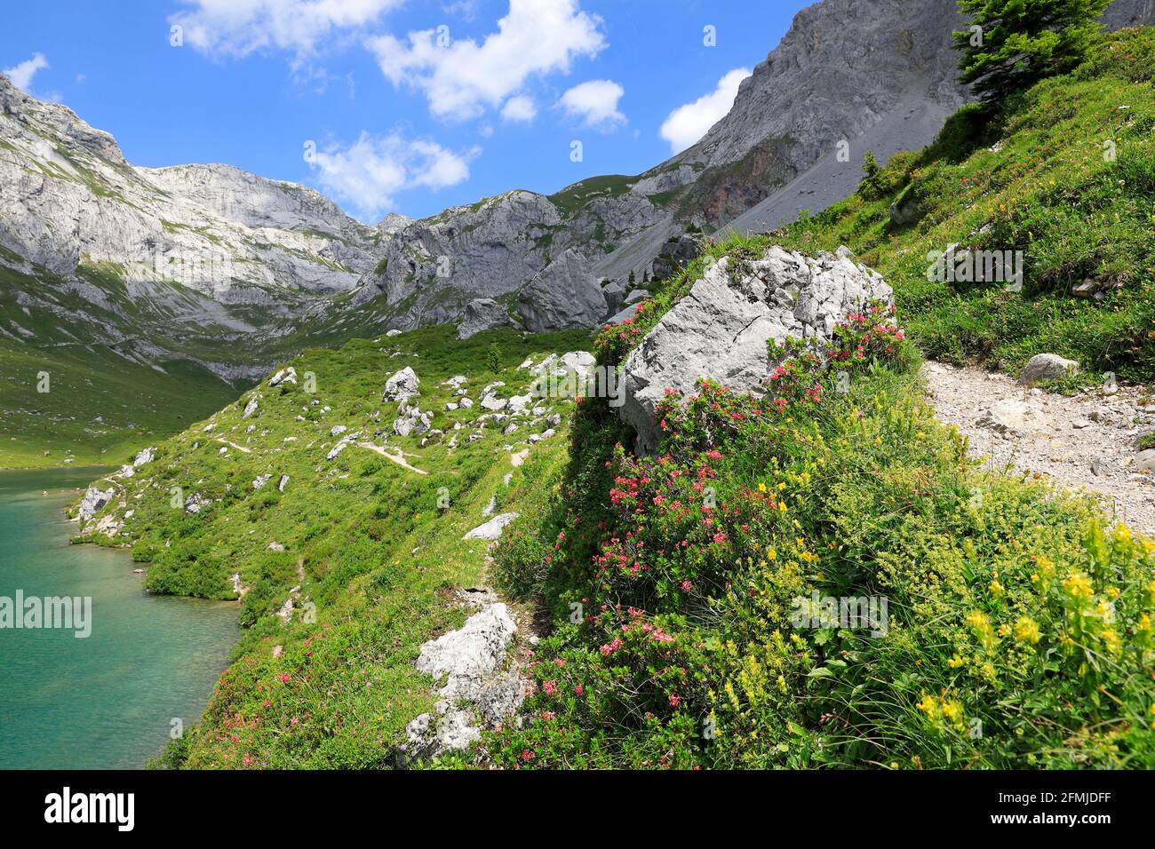 Partnunsee mountain lake and beautiful alpine flowers in the swiss alps, Grisons, Switzerland 2020 Stock Photo