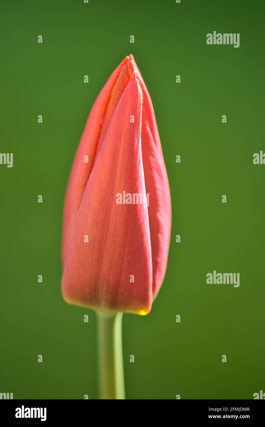 【メーカー再生品】 hi-res tulip Wet stock Alamy - 19 Page - images and photography ネームタグ