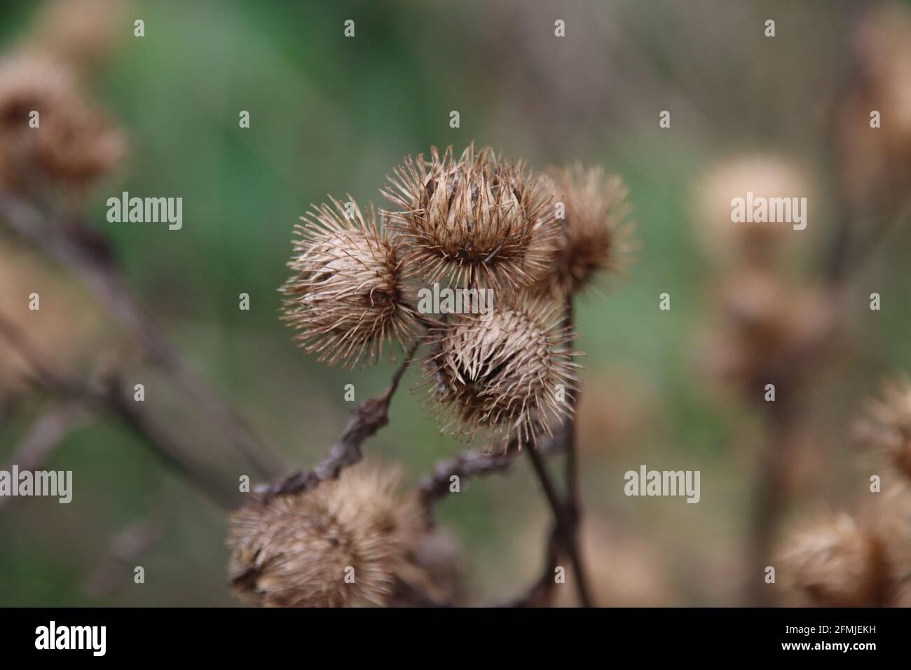 Bosklit or the Arctium nemorosum in Park Hitland forest in Nieuwerkerk Stock Photo