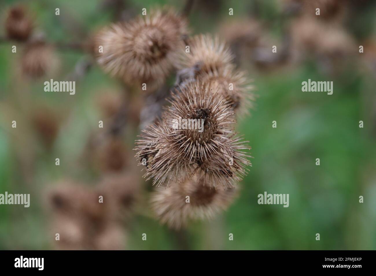 Bosklit or the Arctium nemorosum in Park Hitland forest in Nieuwerkerk Stock Photo