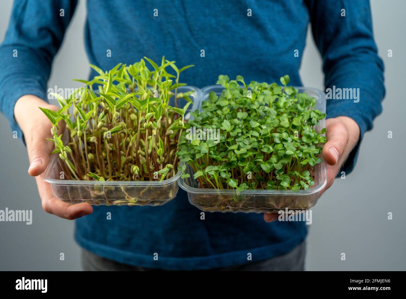 Hold the microgreen in hands. Cabbage, daikon and radish seedlings. Sprouted sprouts. Urban gardening. Organic vegan food. Useful vitamins. Growing at Stock Photo