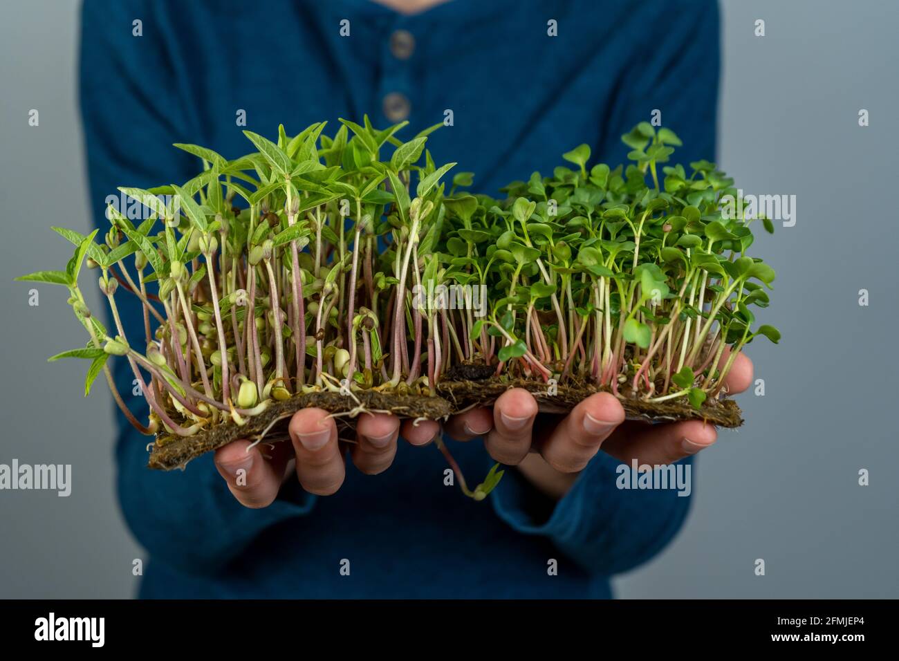 Hold the microgreen in hands. Cabbage, daikon and radish seedlings. Sprouted sprouts. Urban gardening. Organic vegan food. Useful vitamins. Growing at Stock Photo