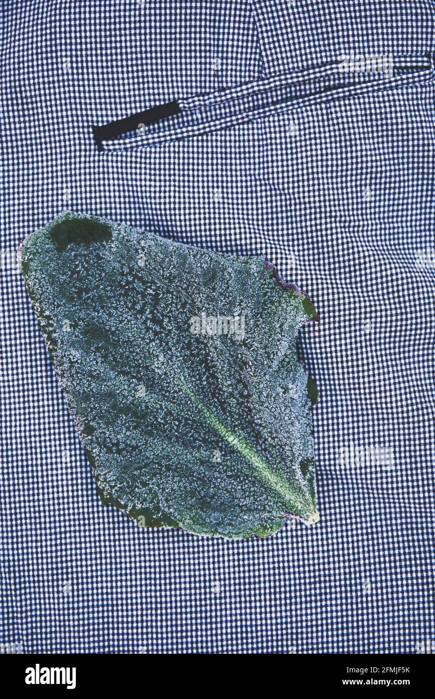Frost on green leaf against black and white texture of checked trousers. Concept of contrast, cold and hard, warm and soft, natural and manufactured Stock Photo