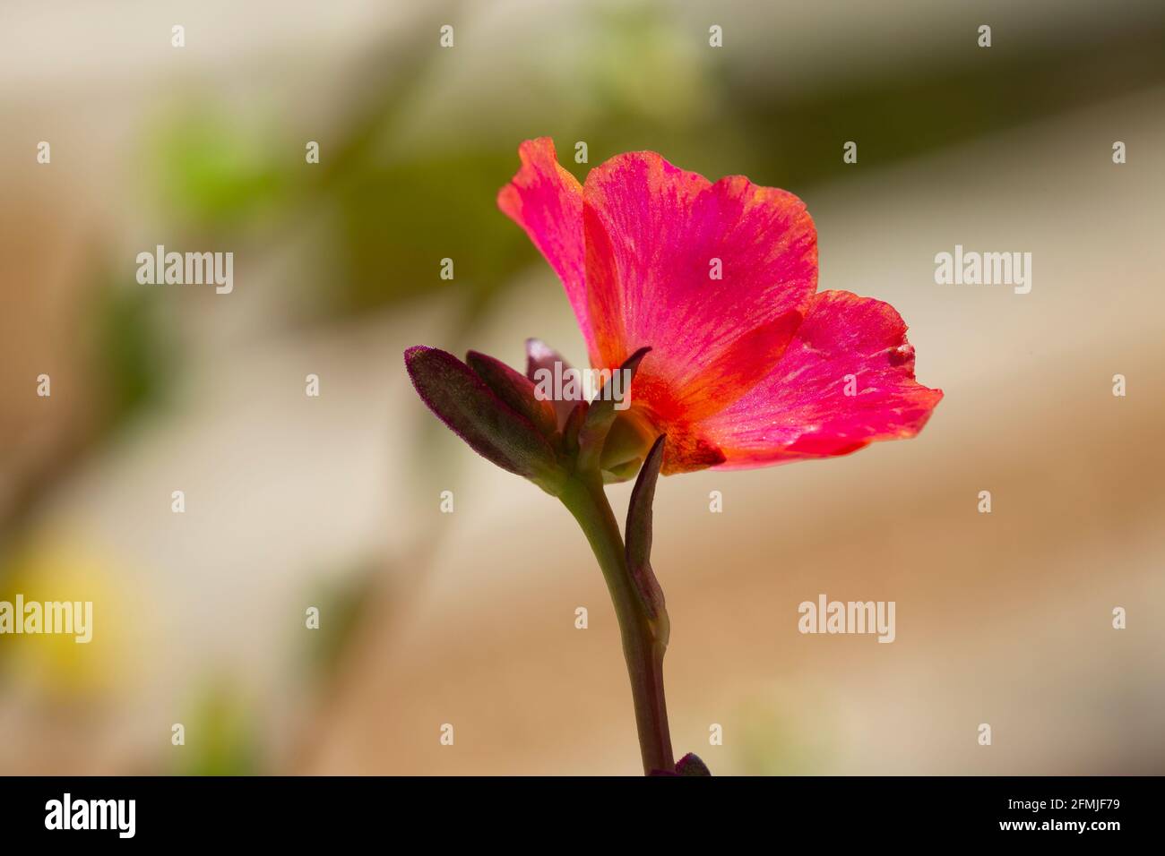 Red potentilla hi-res stock photography and images - Alamy