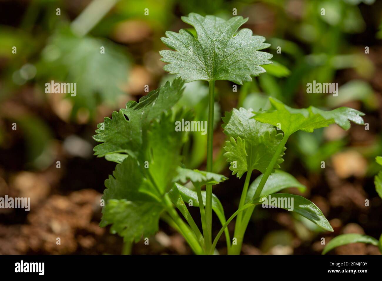 fresh growing coriander plants Stock Photo Alamy