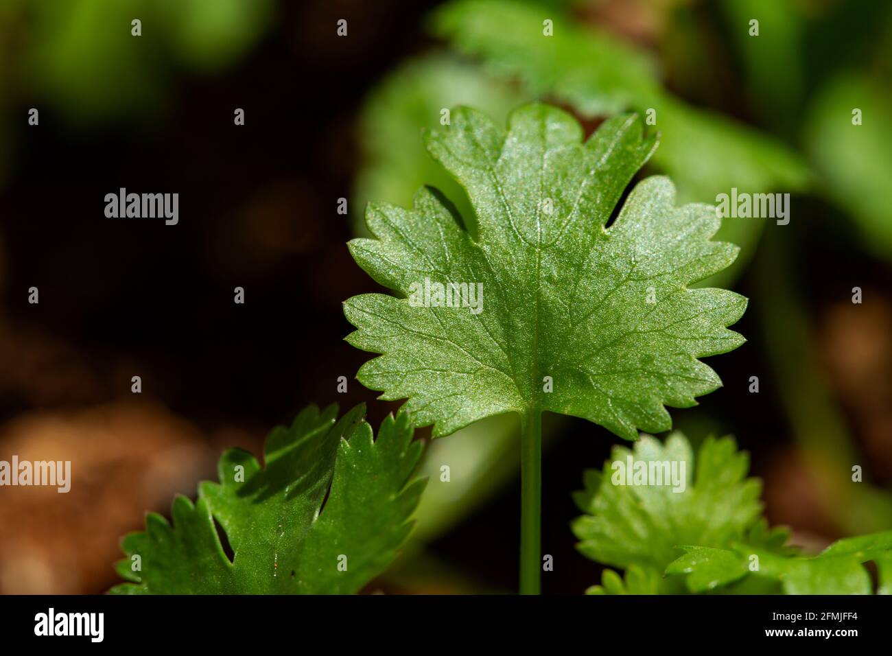 fresh growing coriander plants Stock Photo Alamy