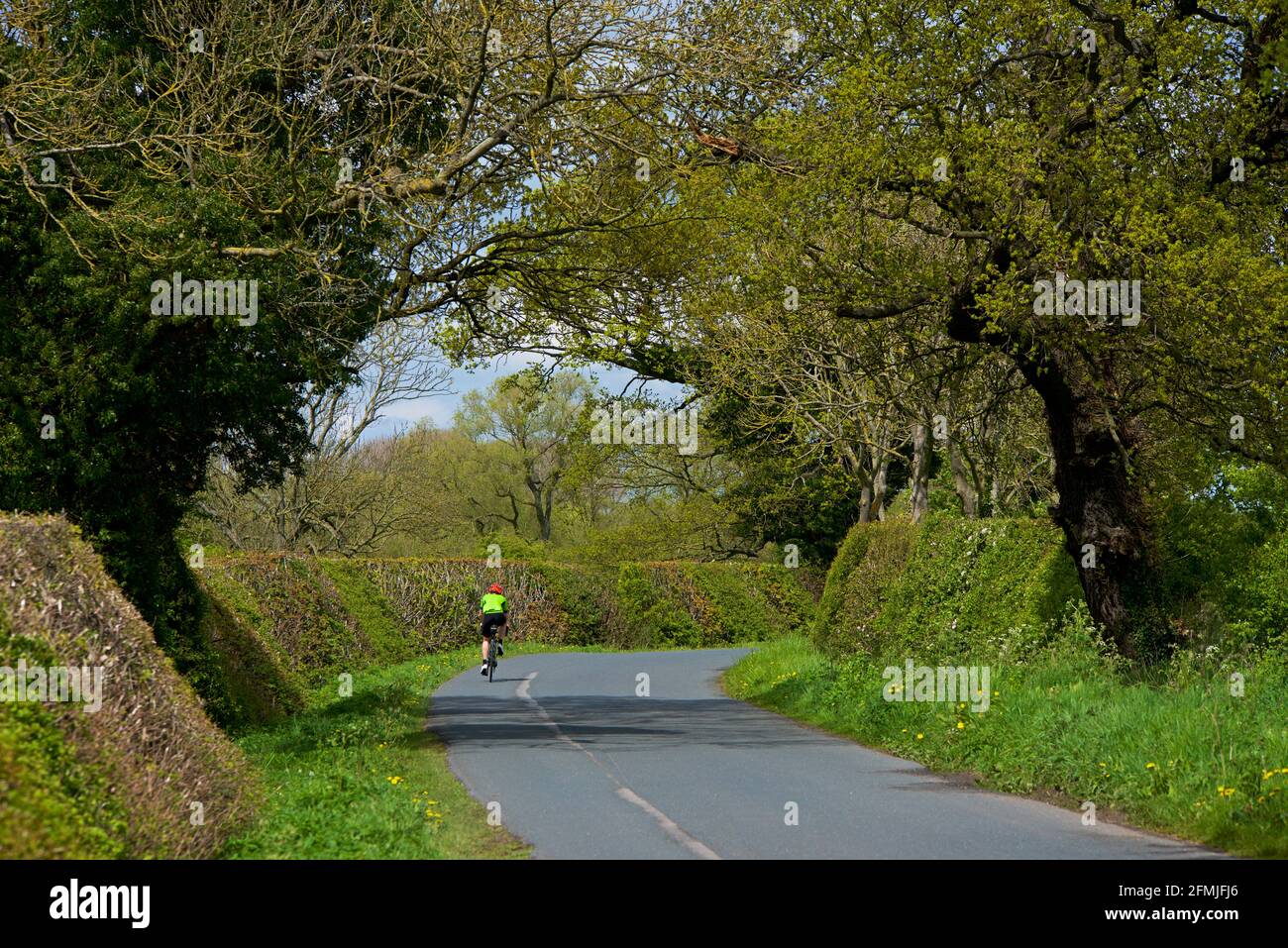 Cyclist on country road, bordered by hedges and a canopy of trees, in East Yorkshire, England UK Stock Photo