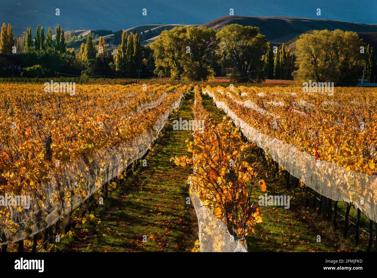 Autumn landscape view of golden vineyard rows with rolling hills in the background, Otago region, South Island Stock Photo