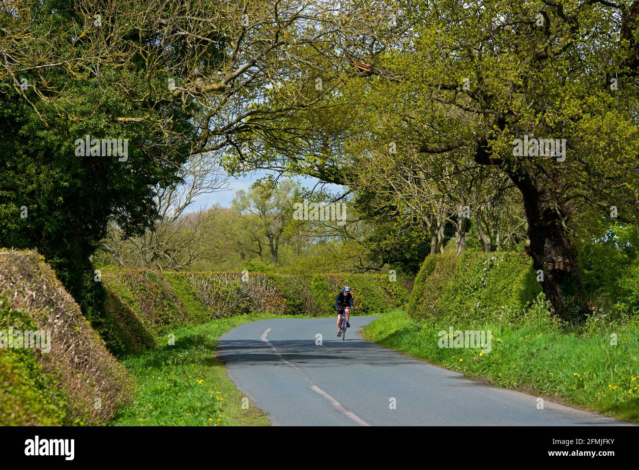 Cyclist on country road, bordered by hedges and a canopy of trees, in East Yorkshire, England UK Stock Photo