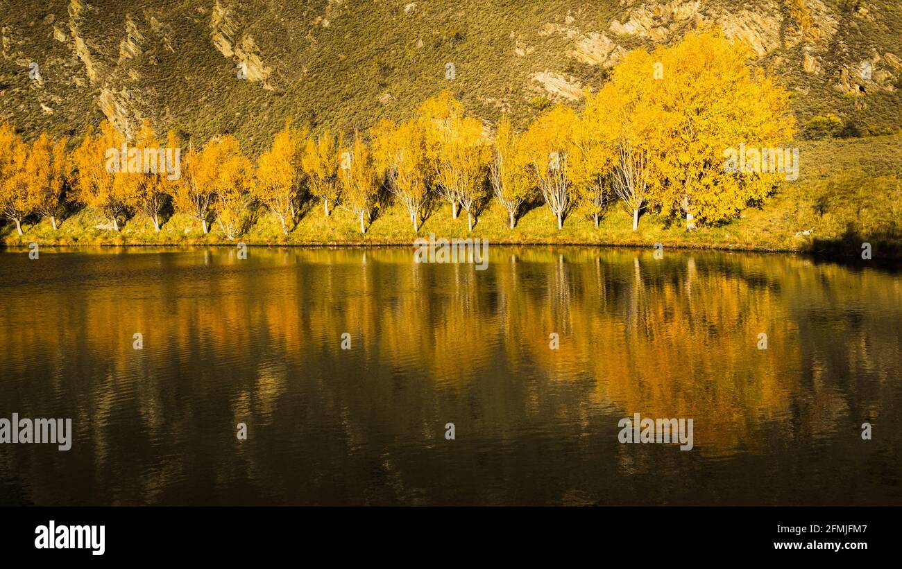 Reflection of yellow autumn trees in a small pond, Central Otago, South Island Stock Photo