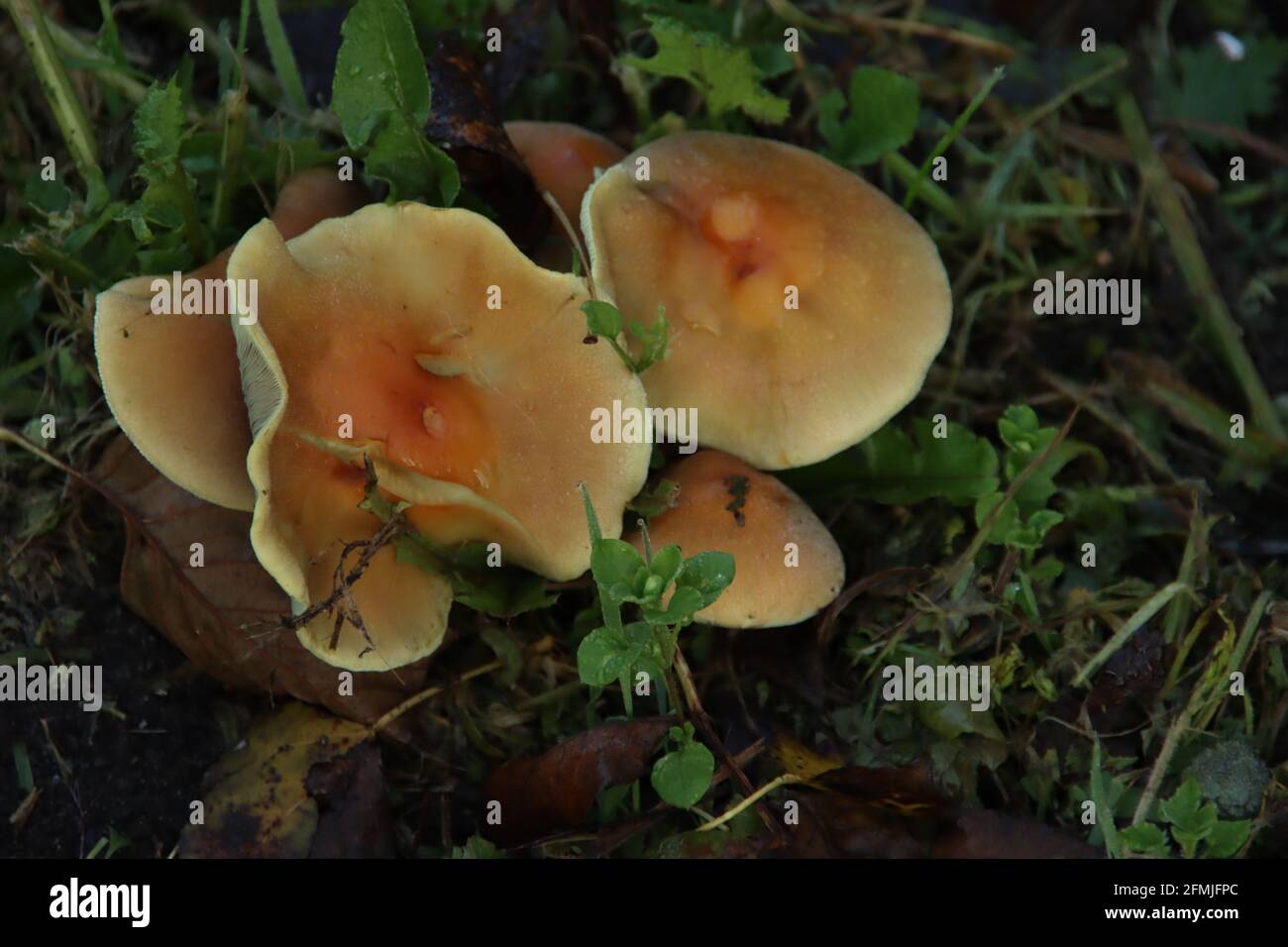 Pluteus podospileus mushroom in a botanic garden in Capelle Stock Photo ...
