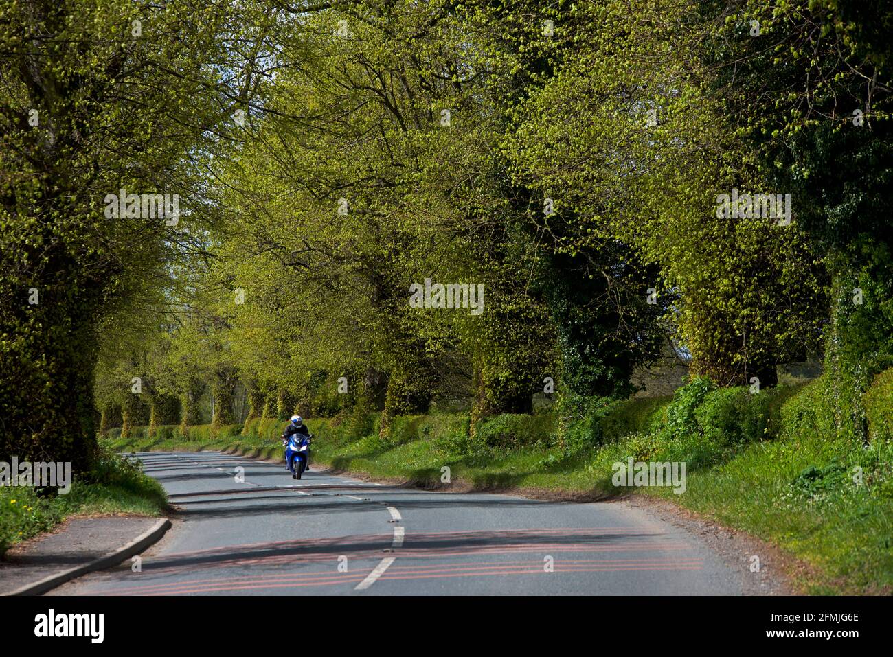 Motor bike on road lined with trees and hedges, near Ulleskelf, North Yorkshire, England UK Stock Photo