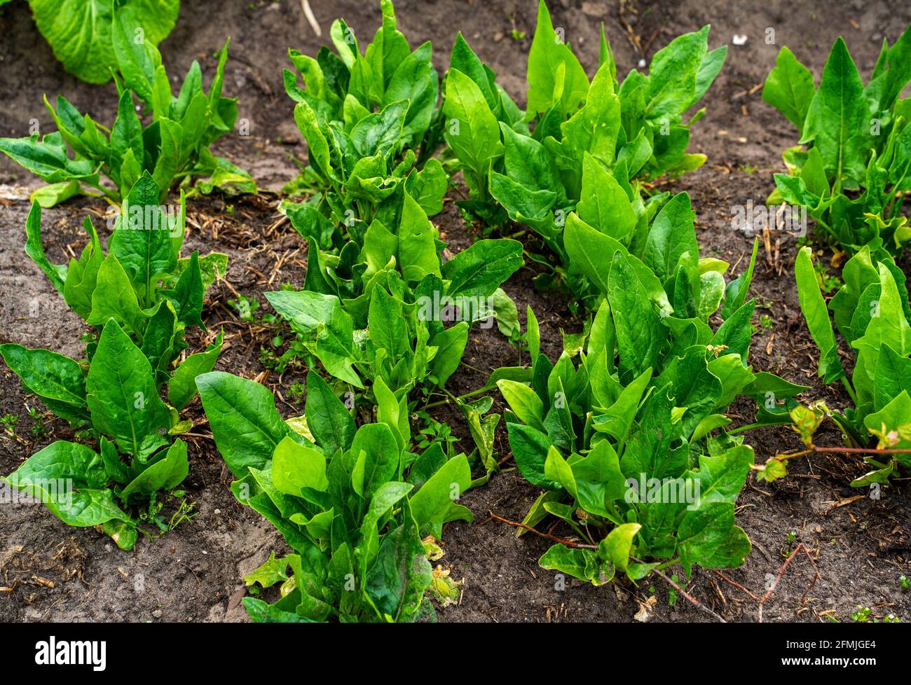 Close up of spinach growing (Spinacia oleracea Stock Photo Alamy