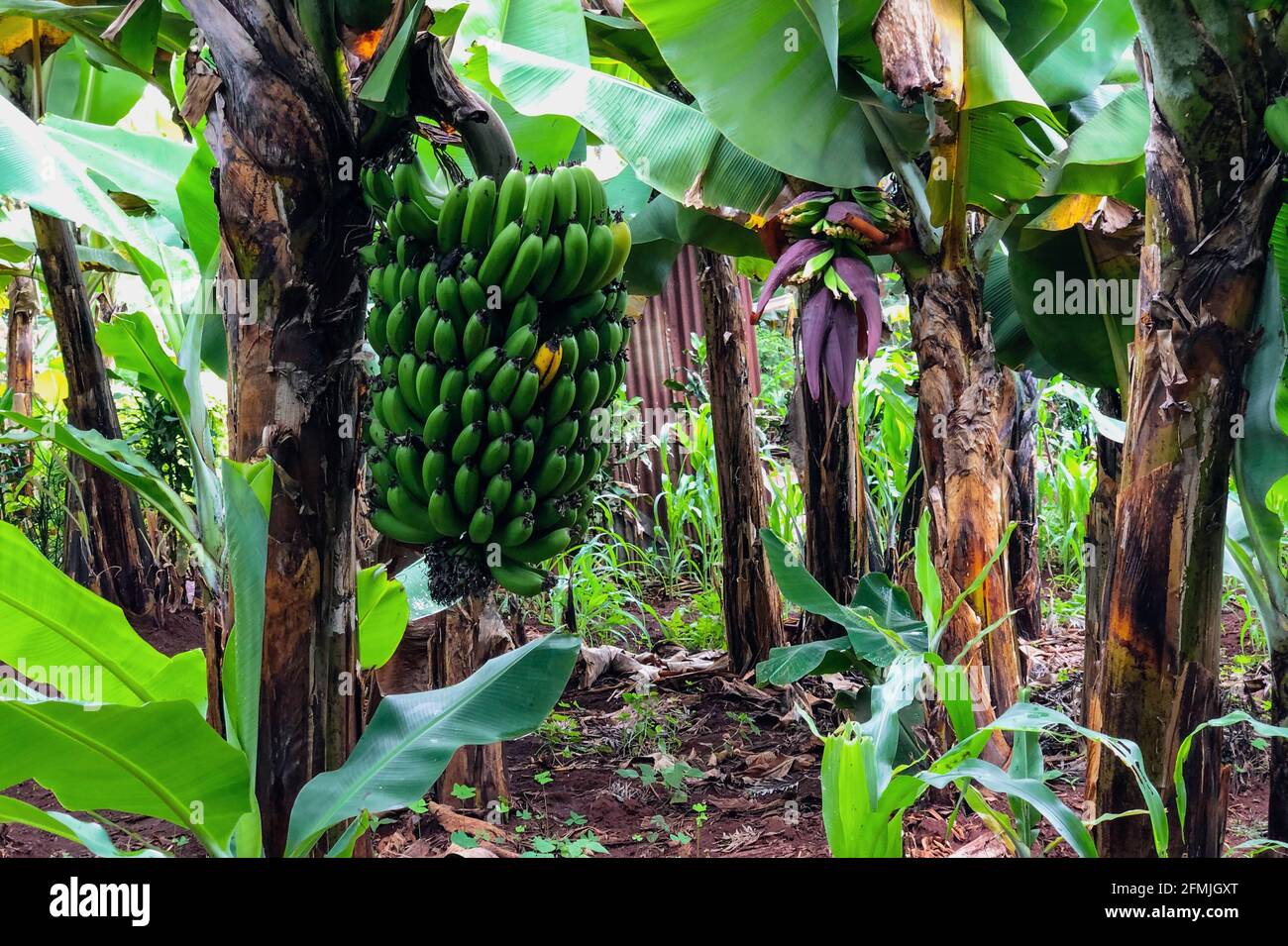 Bananas growing in the farm in rural Kenya Stock Photo Alamy