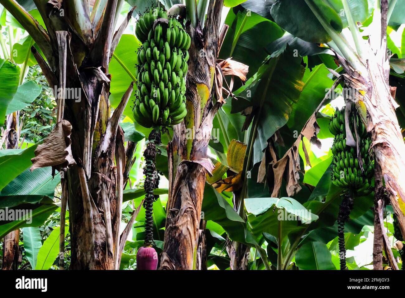 Kenya farm crops hires stock photography and images Alamy