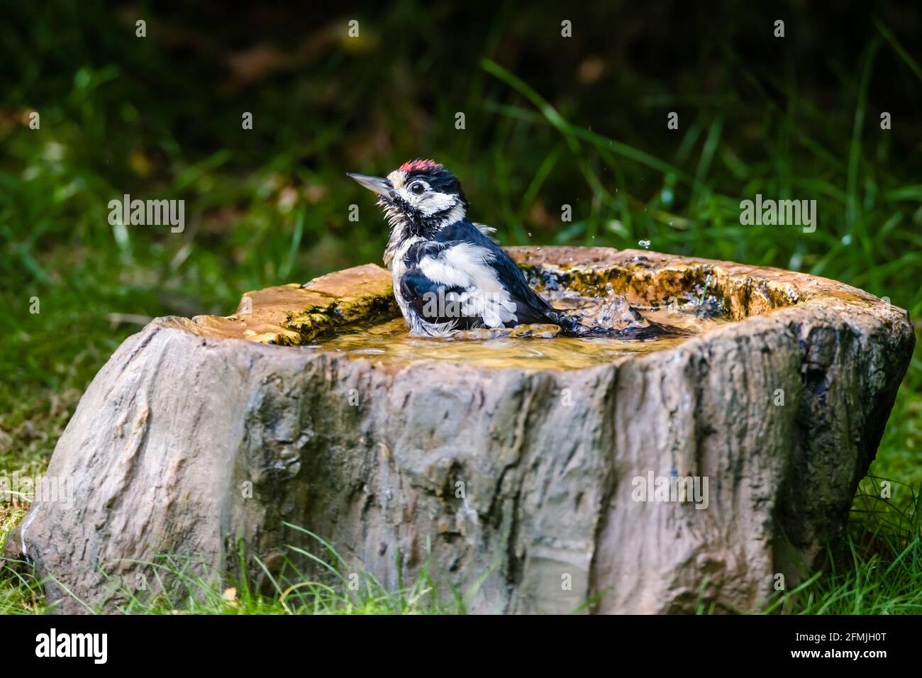 Great Spotted Woodpecker Dendrocopos major using a garden birdbath Stock Photo