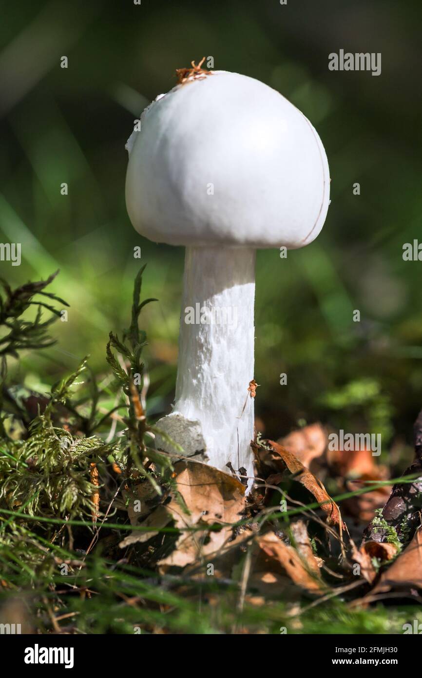 Destroying Angel Amanita virosa mushroom growing in a broadleaved woodland Stock Photo