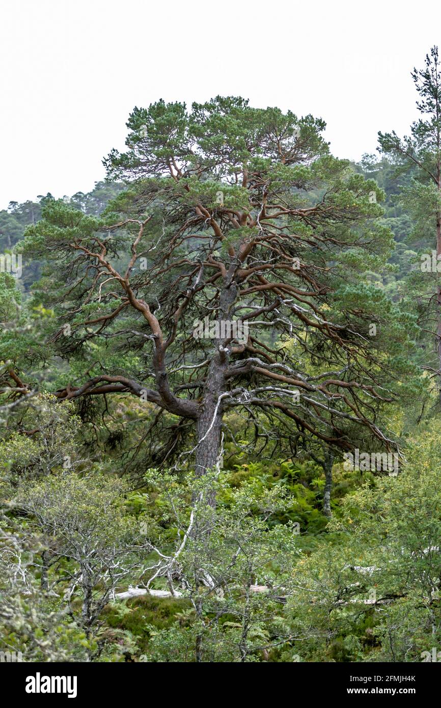 Scots pine Pinus sylvestris growing in the Highlands of Scotland Stock Photo