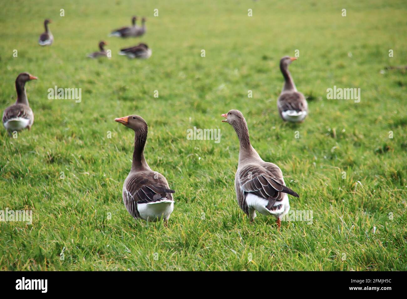 Grey, gooses ,green, meadow ,Bleiswijk ,the Netherlands, Stock Photo