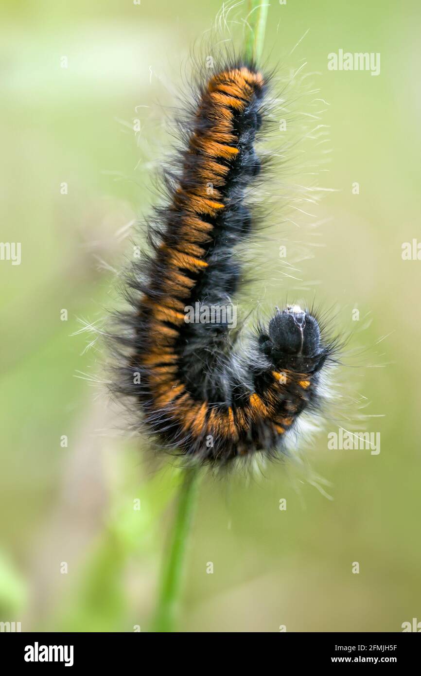 Fox moth caterpillar Macrothylacia rubi in the Highlands of Scotland Stock Photo