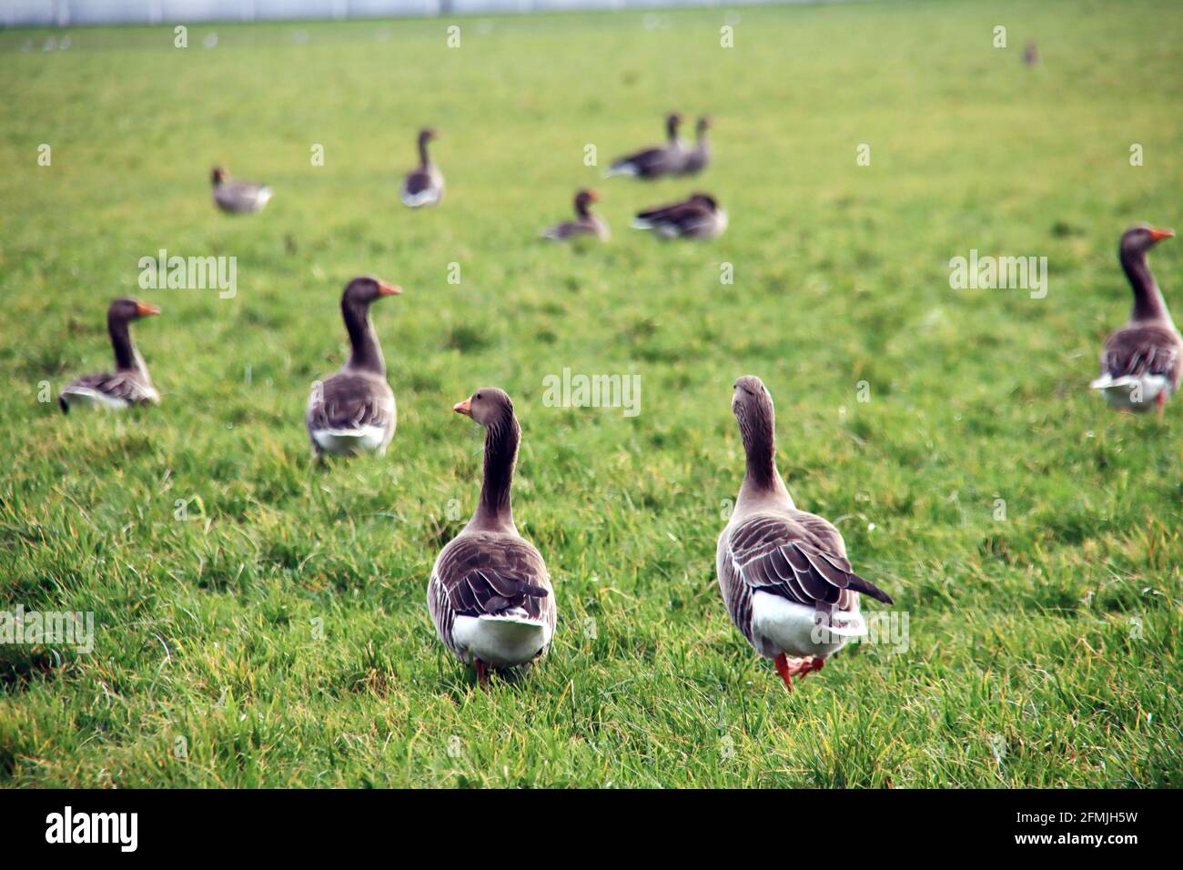 Grey, gooses ,green, meadow ,Bleiswijk ,the Netherlands, Stock Photo