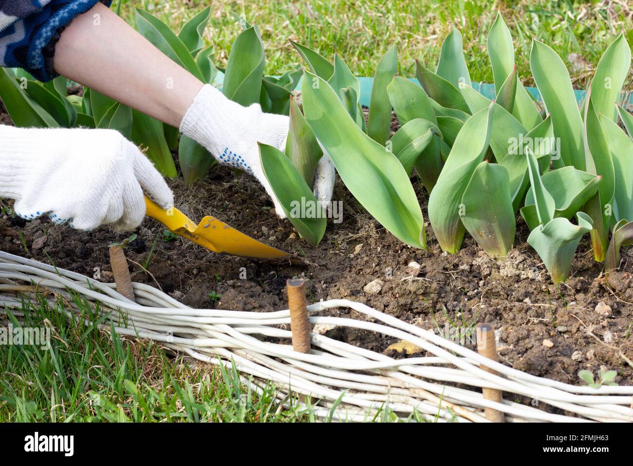 close on the hands of a man planting seedlings salad in a vegetable garden Stock Photo