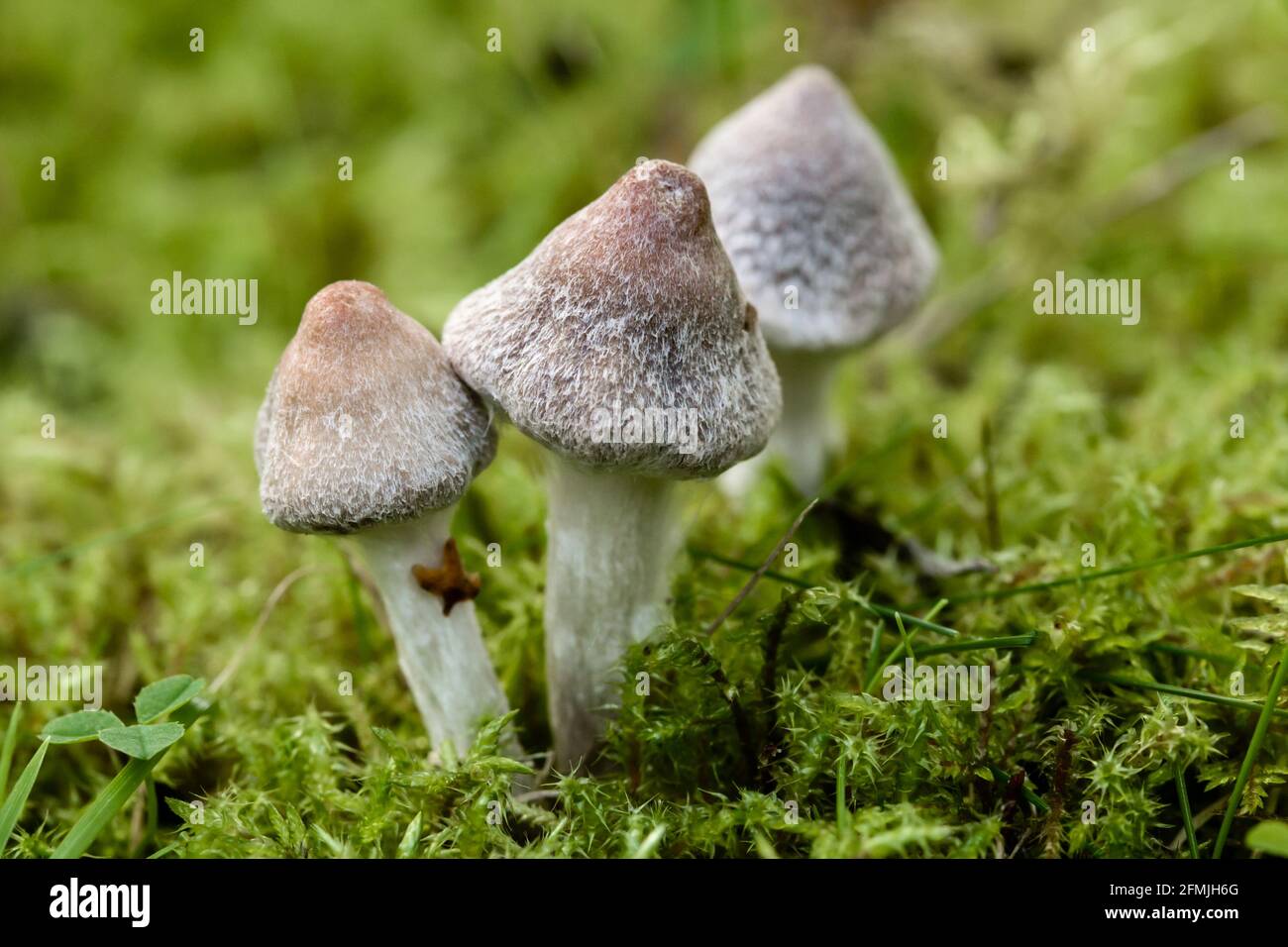 Group of three Ashen Knight Tricholoma virgatum mushrooms on grass in the Highlands of Scotland Stock Photo