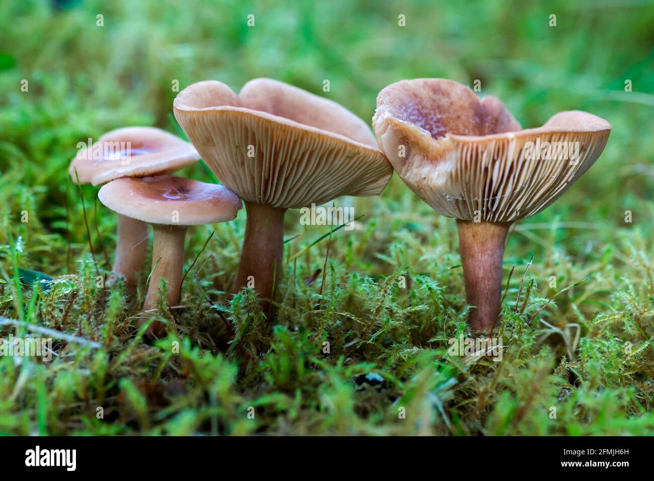 Group of four Birch Milkcap Lactarius tabidus growing on moss and grass in the Highlands of Scotland Stock Photo
