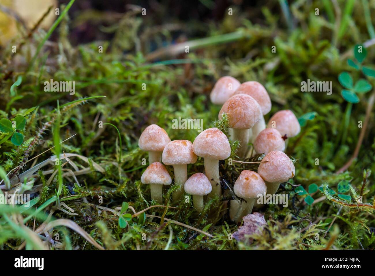Small group of Sulphur Tuft Hypholoma fasciculare mushrooms Highlands of Scotland Stock Photo