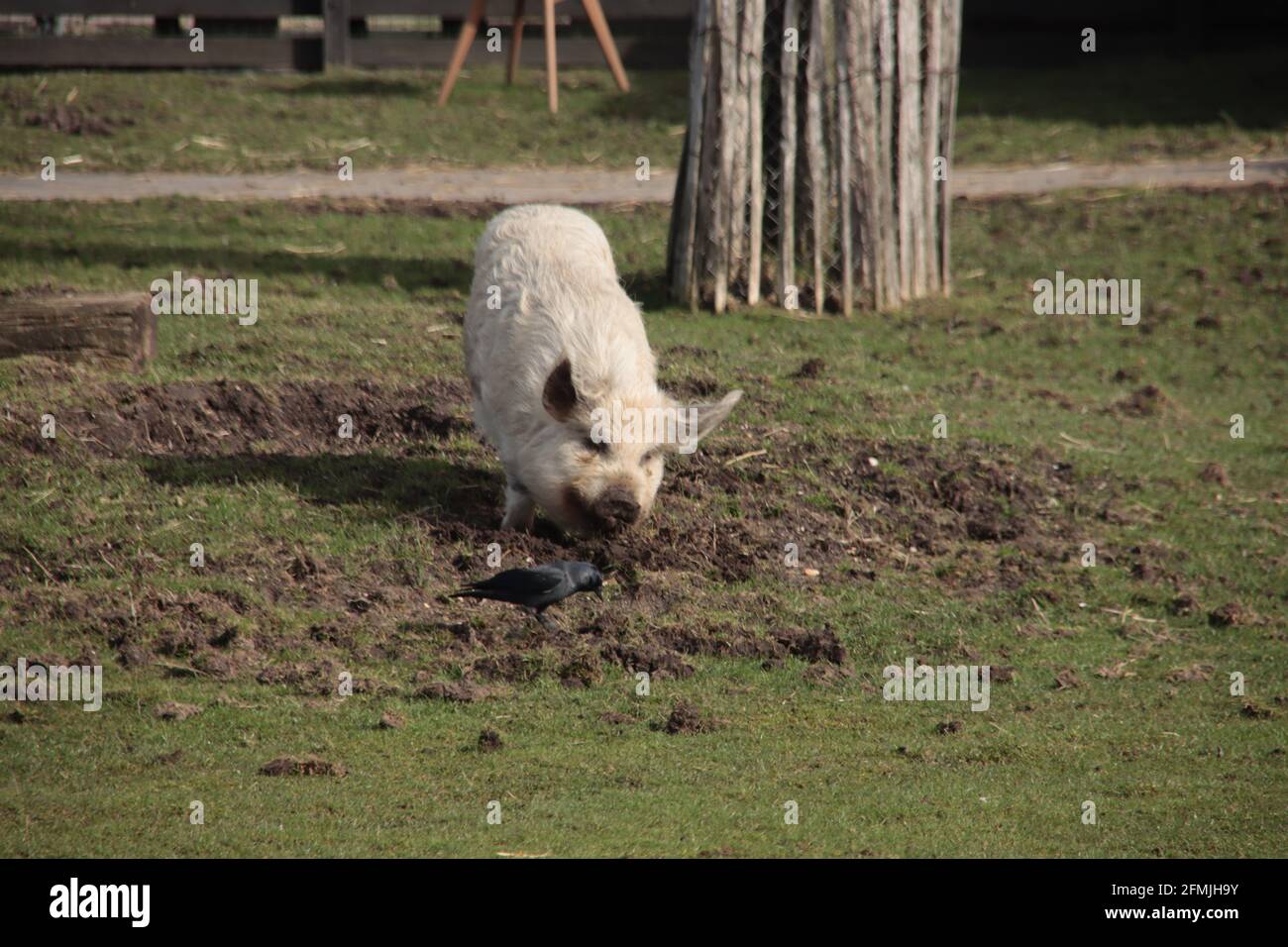 Pot-bellied boars in the garden of a farm in Nieuwerkerk in the Netherlands Stock Photo