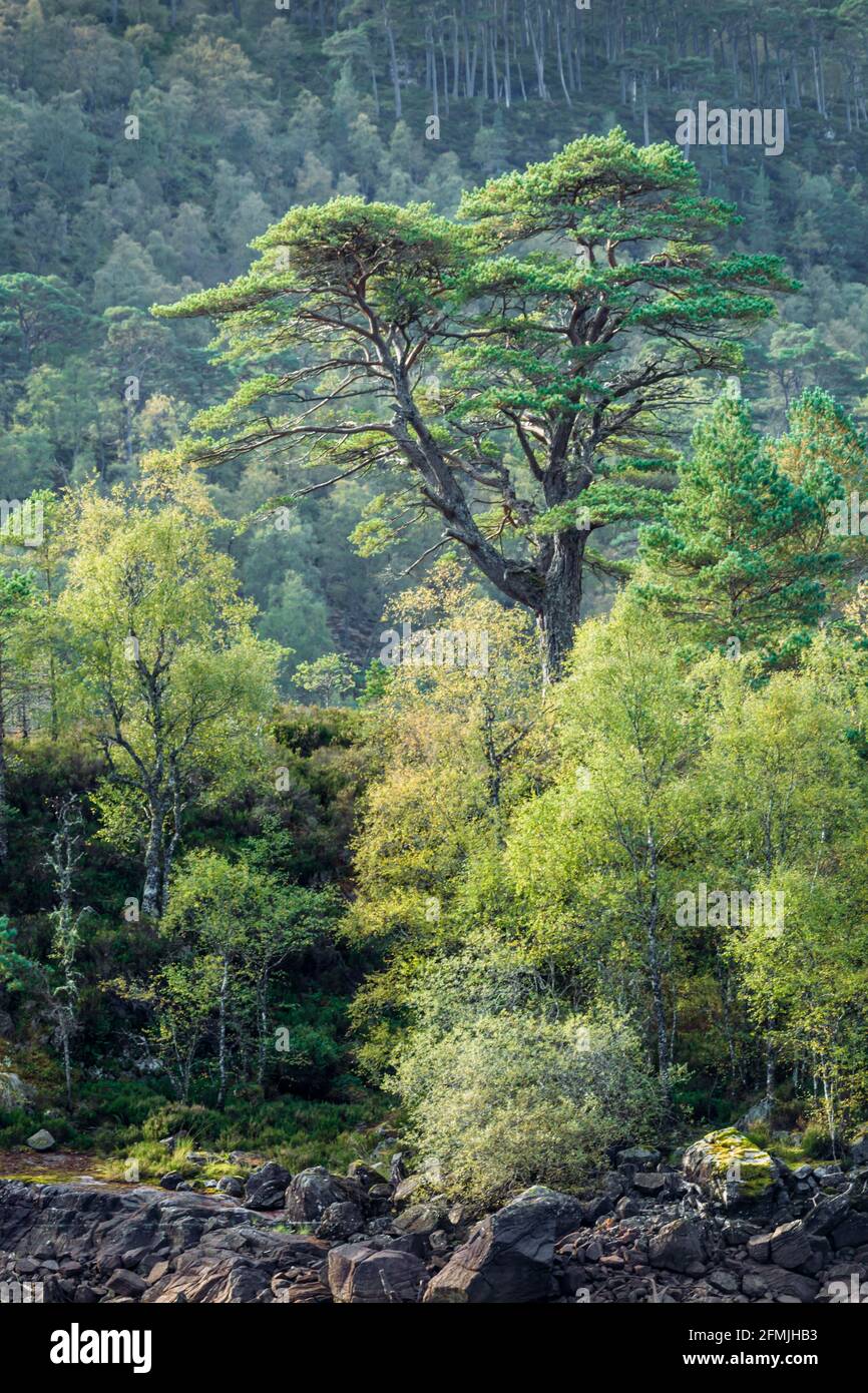 Scots Pine Trees Scotland High Resolution Stock Photography and Images