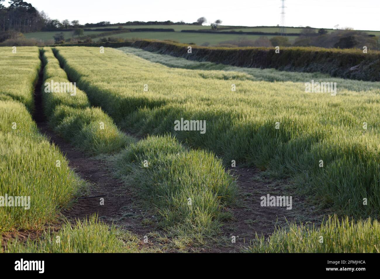 Barley Field in Morning Sun landscape Stock Photo