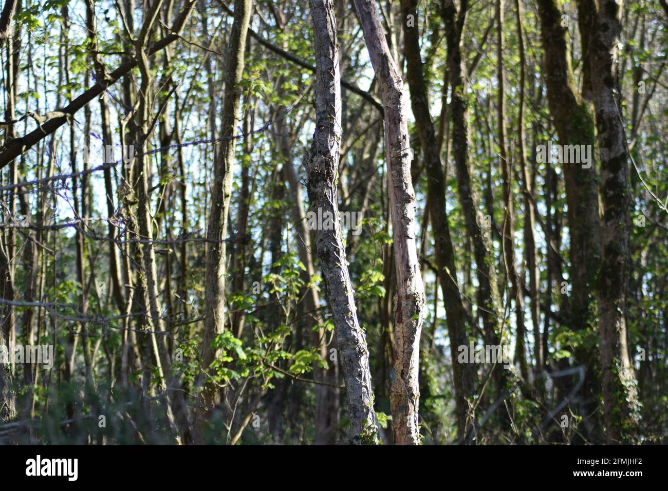 Slender Tree Trunks landscape Stock Photo
