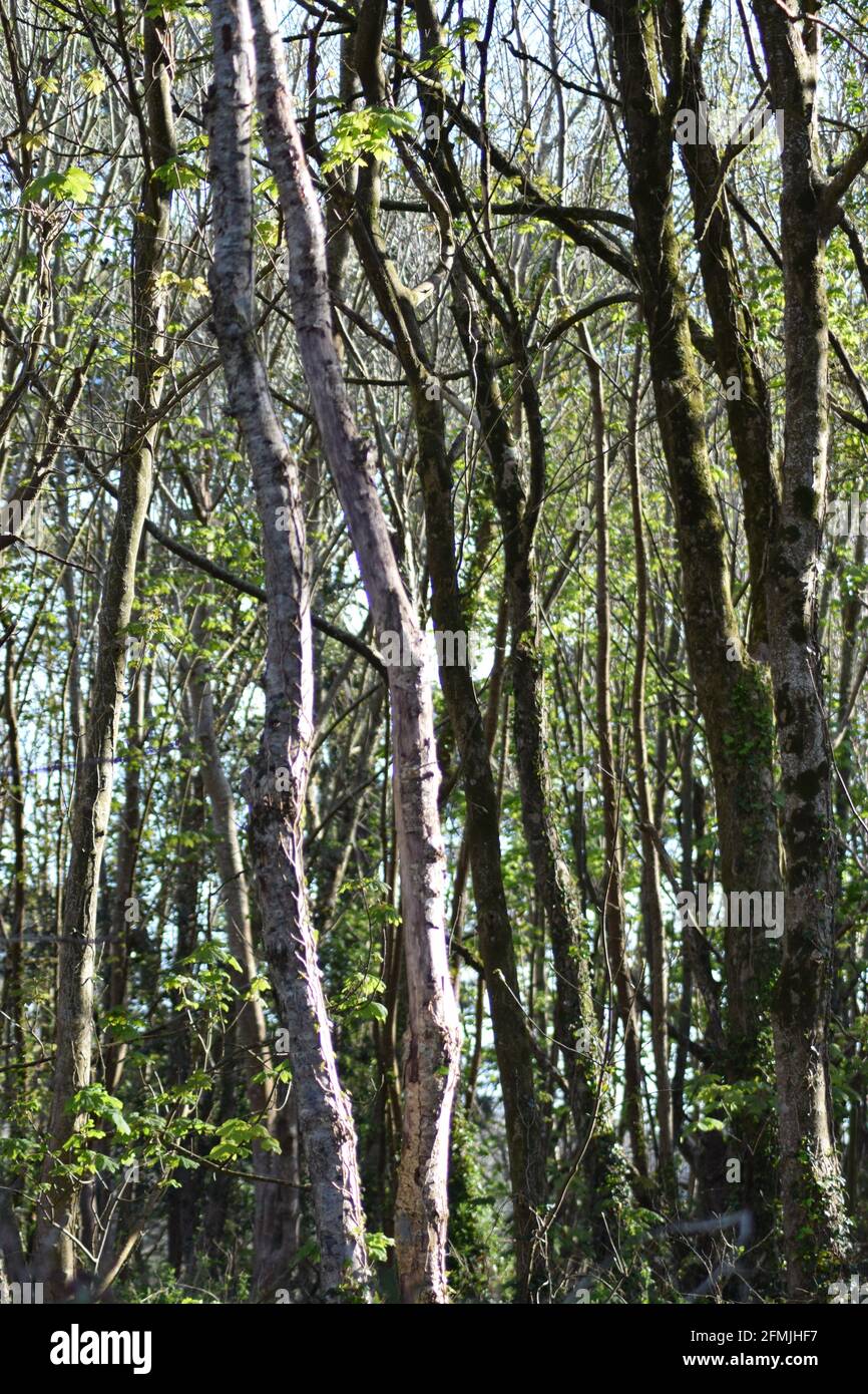 Slender Tree Trunks portrait Stock Photo