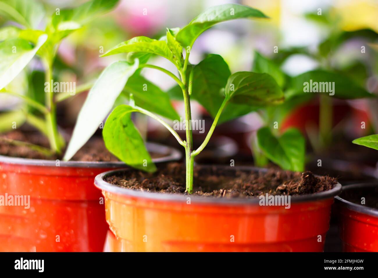paprika plants in pots on window sill Stock Photo Alamy